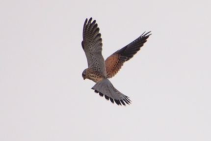 torenvalk (falco tinnunculus) 10-2016 2937